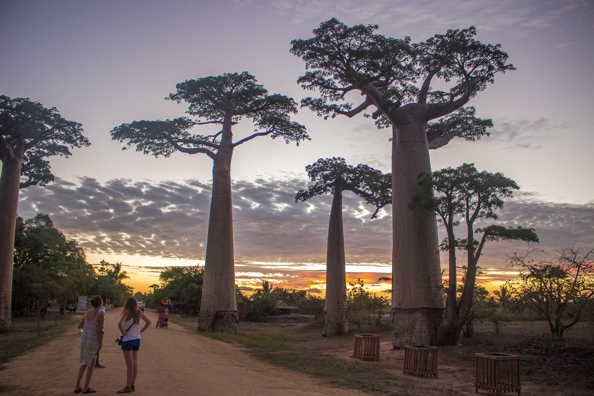 Allée des baobabs